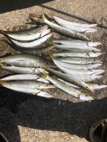 カマスの釣果