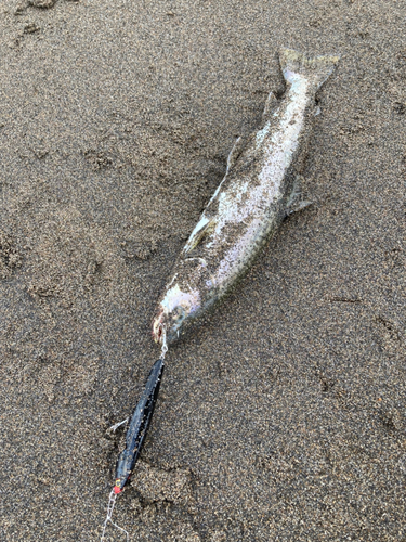 アメマスの釣果