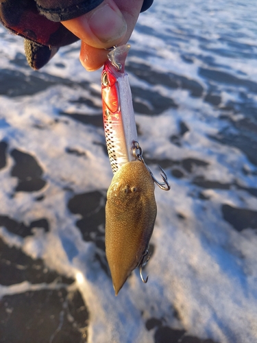 シタビラメの釣果