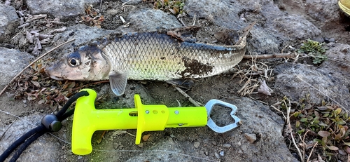 ニゴイの釣果