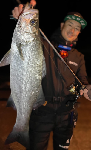 ヒラスズキの釣果