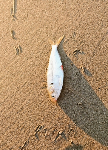 コノシロの釣果