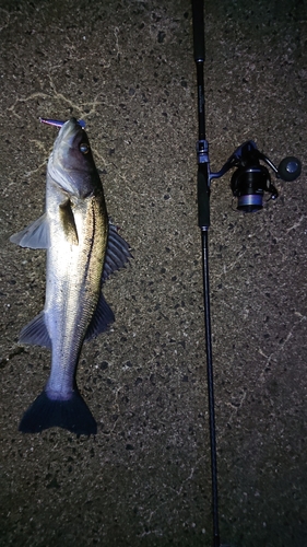 スズキの釣果