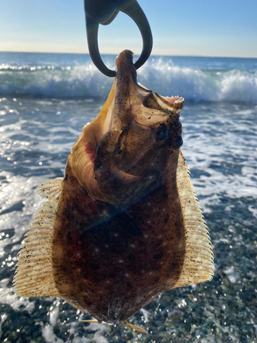 ヒラメの釣果