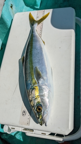 イナダの釣果