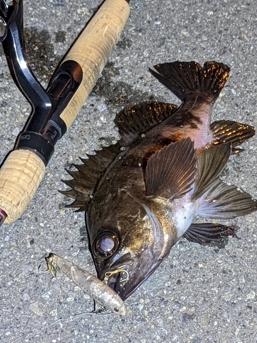 シロメバルの釣果