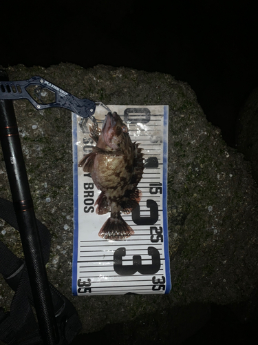 タケノコメバルの釣果