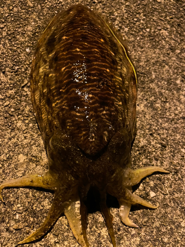 コウイカの釣果