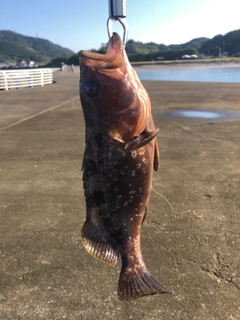 キジハタの釣果