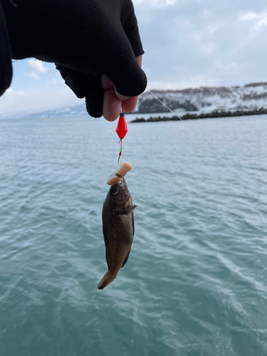 エゾメバルの釣果