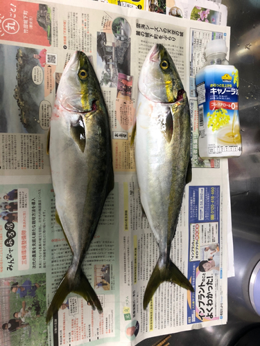 ツバスの釣果