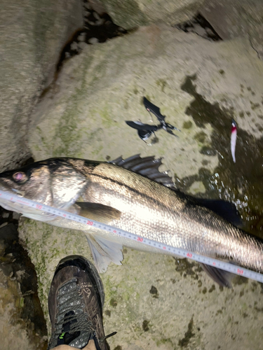 スズキの釣果