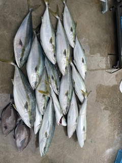 ブリの釣果