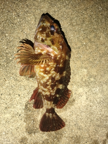 カサゴの釣果