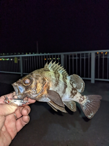 メバルの釣果