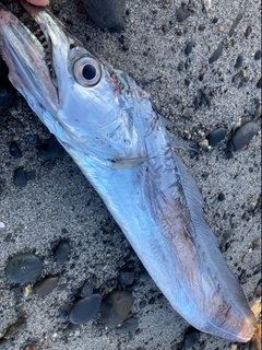 タチウオの釣果