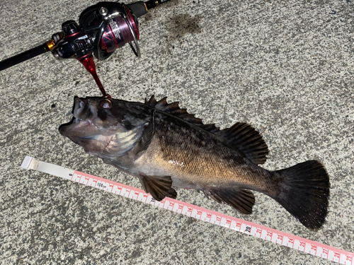 クロソイの釣果