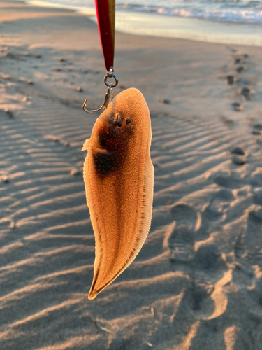 シタビラメの釣果