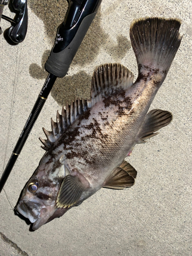 クロソイの釣果