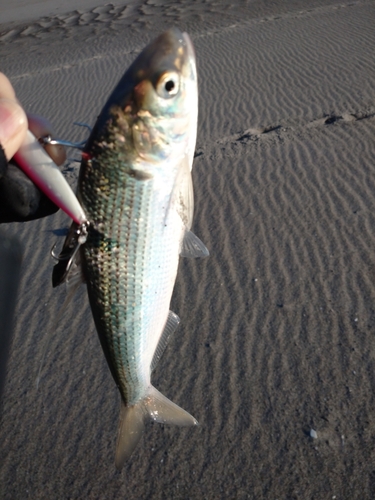 コノシロの釣果