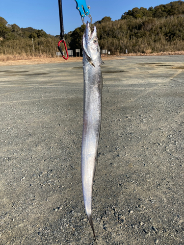 タチウオの釣果