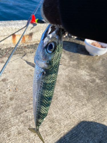 サバの釣果