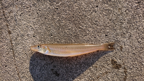 キスの釣果