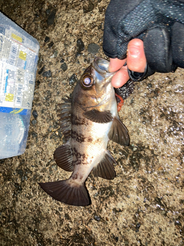 アカメバルの釣果