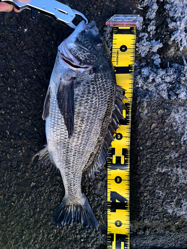 チヌの釣果