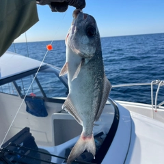 メダイの釣果