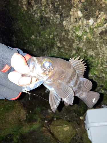 シロメバルの釣果