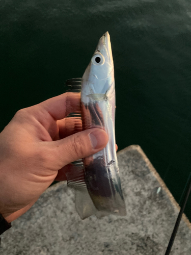 タチウオの釣果