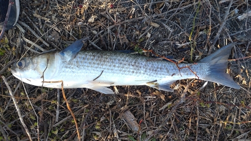 ボラの釣果