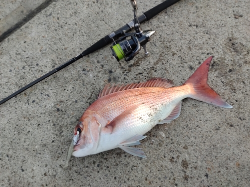 マダイの釣果