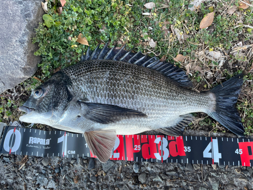 クロダイの釣果