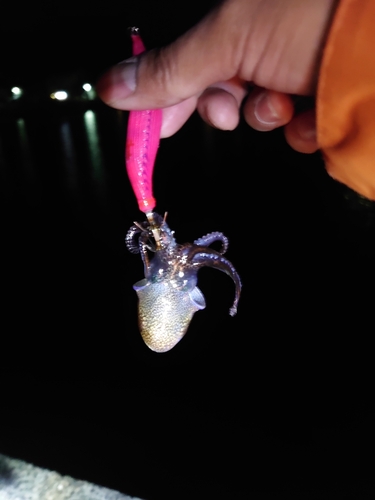 ミミイカの釣果