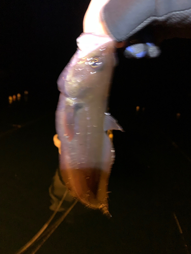 エゾイソアイナメの釣果