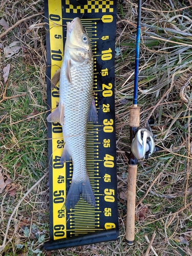 ニゴイの釣果