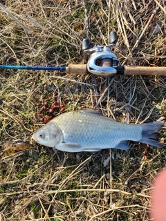 ヘラブナの釣果