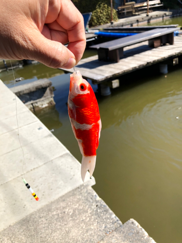 キンギョの釣果