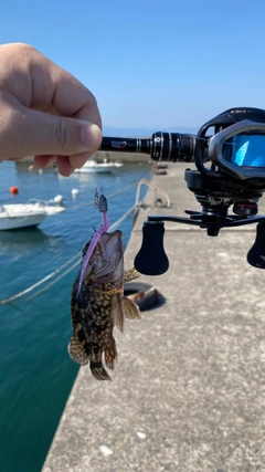 アラカブの釣果