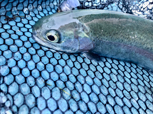 ニジマスの釣果