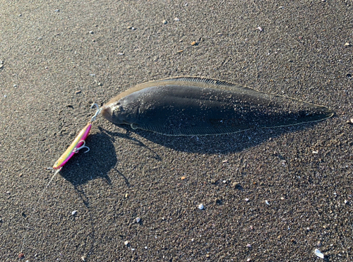 シタビラメの釣果