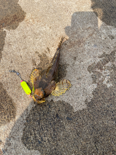 カジカの釣果