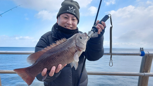 コブダイの釣果