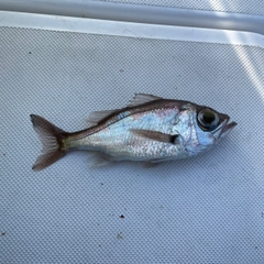 オオメハタの釣果