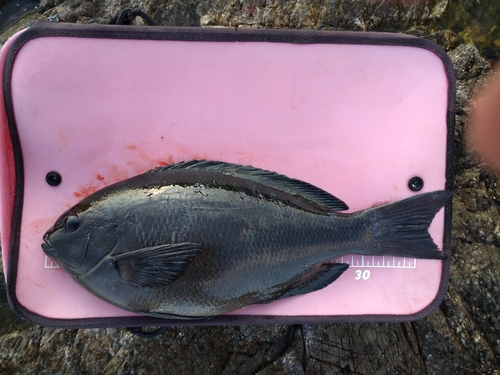 クチブトグレの釣果