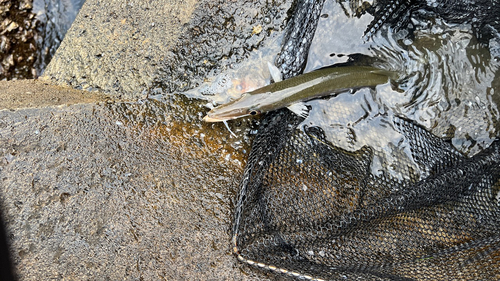 タイワンカマスの釣果