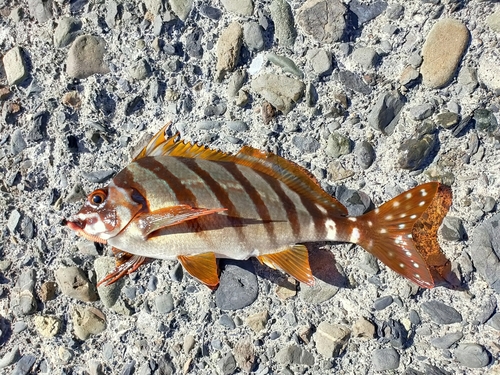 タカノハダイの釣果