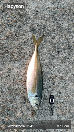 アジの釣果